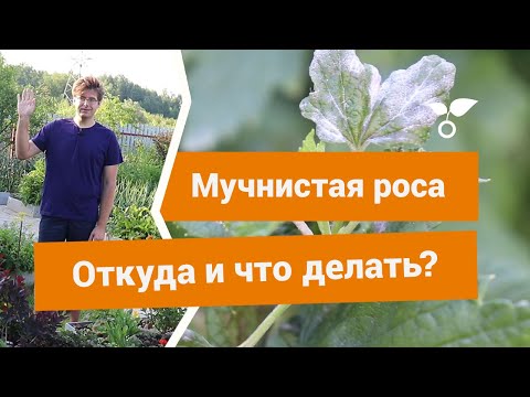 Видео: Что такое мучнистая роса, как с ней бороться и как предупредить?