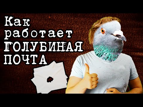 Видео: Голубиная ПОЧТА, принцип работы | Мистер Дример