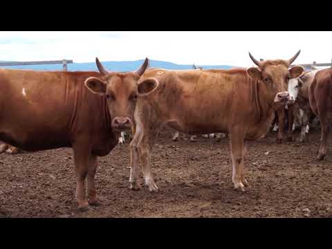 Видео: Фермер из  Бурятии восстанавливает популяцию аборигенных коров республики
