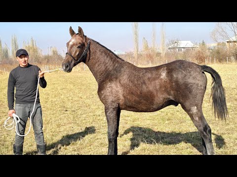 Видео: Чекчейген Полторашка Дыйканда🔥