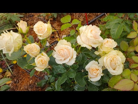 Видео: Пойдем гулять по розам или что цветет после грозы🌹. Июль. Желаю всем любви в сердце ❤️💓❤️