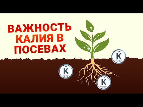 Видео: Важность калия в посевах