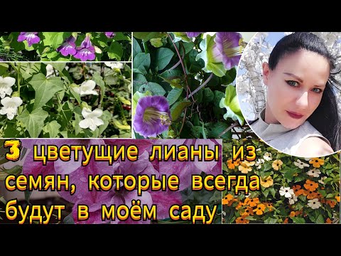 Видео: 3 цветущие лианы из семян, которые буду сажать всегда!
