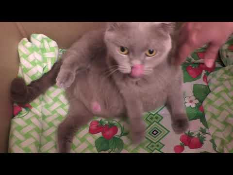 Видео: Кошка беременная. Скоро роды. Как готовить кошку к родам?