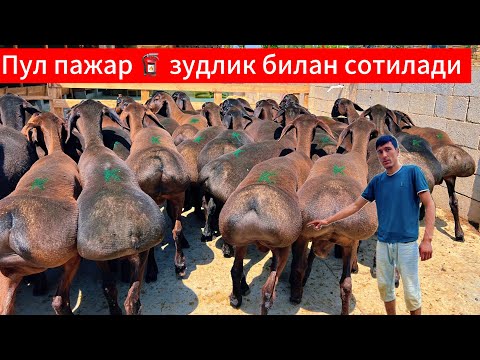 Видео: Пул пажар🧯 хисори совлиқ ва қўчқорлар зудлик билан сотилади