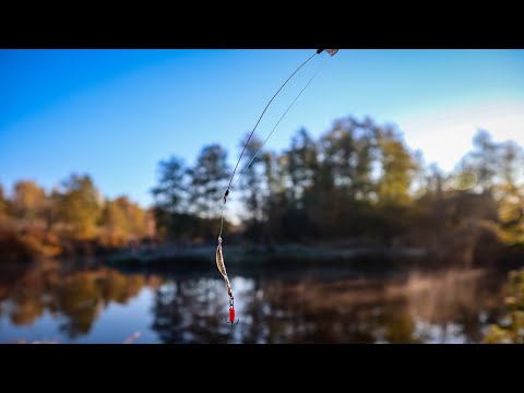 Видео: Вдарили Морози і я одразу дістав Зимові Блешні.Окунь на Блешню на Ківок