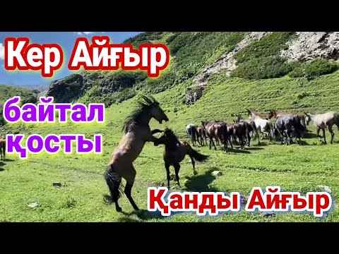 Видео: Кер Айғыр айырды. Жайлауға жылқы Айдау.