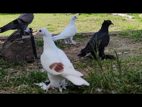 Видео: 3-ий полёт Армянских бойных голубей