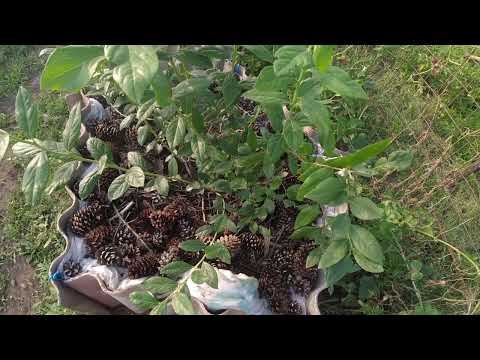 Видео: Субстракт для лохини(голубики).Ідеальна посадка,інструкція.