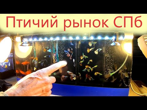 Видео: Вкусная конфетка. Птичий рынок Санкт-Петербурга.