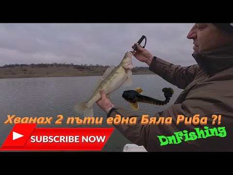 Видео: Хванах една Бяла риба ... 2 пъти ?!