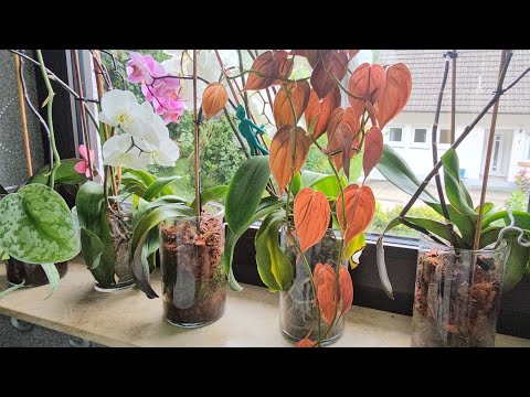 Видео: Орхидеи по-новому: эстетика, стекло и аромат кофе#plants #top #garden #nature #топ #plants #