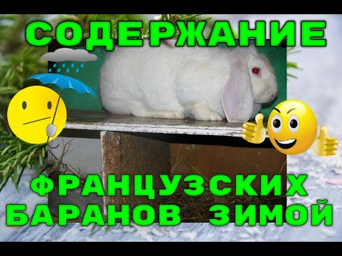 Видео: ФРАНЦУЗСКИЕ БАРАНЫ, ЗИМНЕЕ СОДЕРЖАНИЕ.