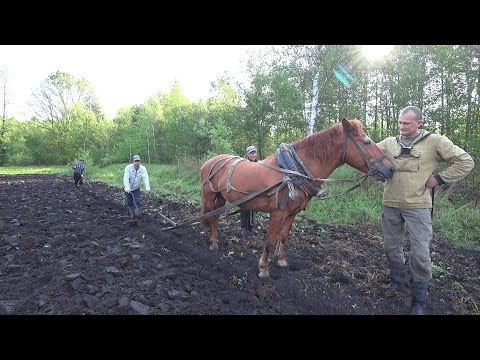 Видео: ВАС УДИВИТ КАК ЖИВУТ ЛЮДИ в ГЛУХОЙ БЕЛАРУССКОЙ ДЕРЕВНЕ. №347