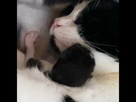 Видео: Новорожденные котята. #кошки #котята #асмр