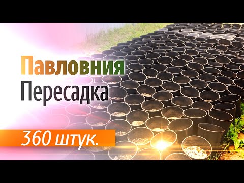 Видео: Пересадка Павловнии - 360 штук в 7 литровые контейнеры.
