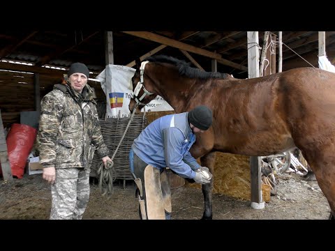 Видео: Расчистка и ковка копыт лошади