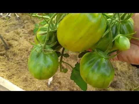 Видео: Прогулка по теплице, знакомство с сортами томатов