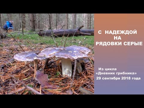 Видео: С НАДЕЖДОЙ НА РЯДОВКИ СЕРЫЕ. Дневник грибника 29 сентября 2018 года.
