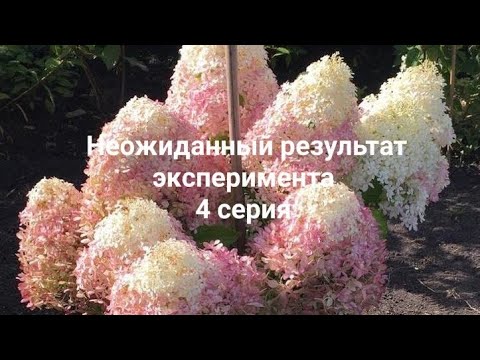 Видео: Такого результата я не ожидала😊Получила много саженцев .