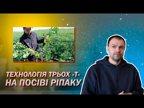 Видео: Ріпак. Технологія трьох "Т"