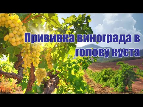 Видео: Прививка винограда в голову куста