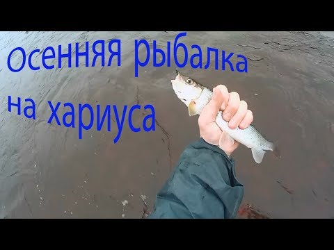 Видео: Осенняя рыбалка на кораблик. Ловим хариуса на мушки 2019