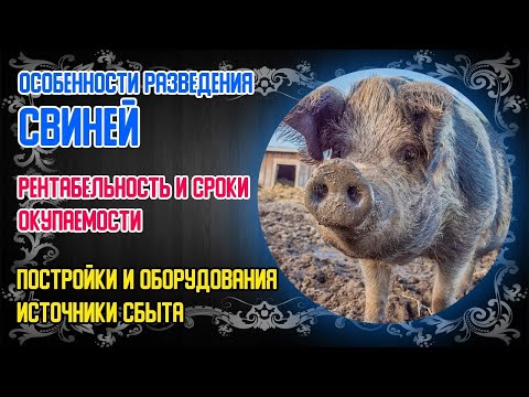 Видео: Свиноводство от А до Я (ПОДРОБНАЯ ИНФОРМАЦИЯ ПО ПОЛОЧКАМ)
