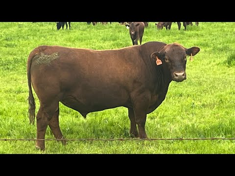 Видео: Понимание различных стилей выпаса