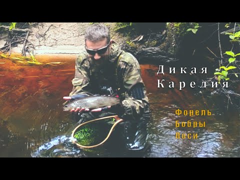 Видео: Дикая Карелия/ Ручьевая форель, бобры, лоси ....