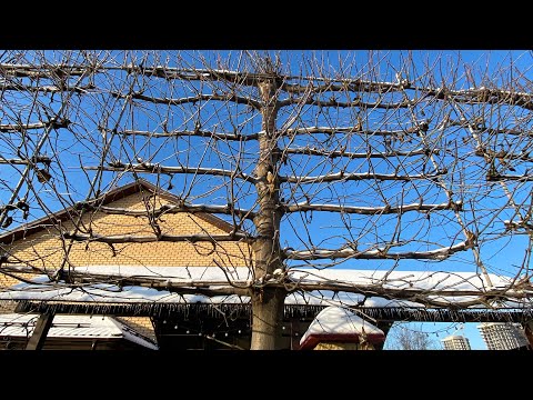 Видео: Как сохранить дерево! Стимуляция ростовых процессов! Дерево всегда будет здоровым! Поллардинг!