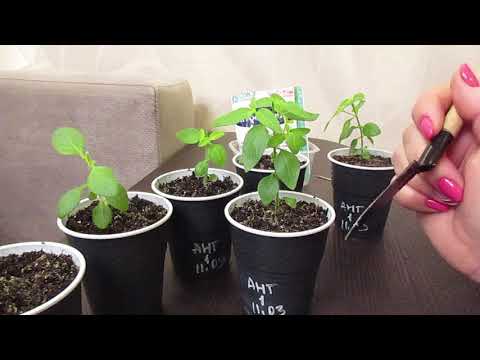 Видео: Избавляемся от корневой гнили.22.05.2019