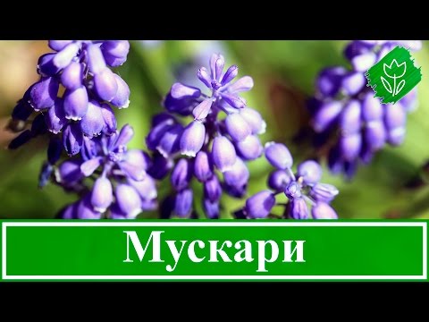 Видео: Выращивание мускари в саду, хранение мускари, уход и посадка