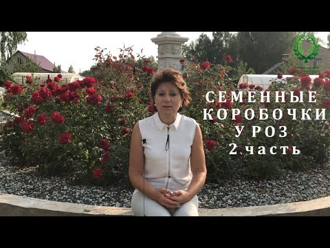 Видео: Семенные коробочки у Роз. Когда их убирать. 2 часть. Питомник 🌹 и 🌲 Е. Иващенко
