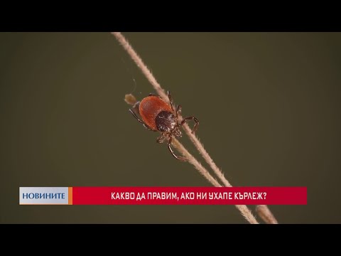 Видео: Какво да правим, ако ни ухапе кърлеж?