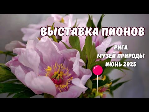 Видео: Выставка пионов, Рига, Музей Природы