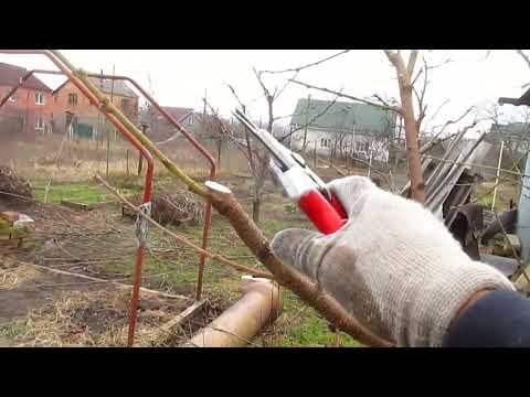 Видео: Обрезка персика.  Почему только 30см оставлять побеги.
