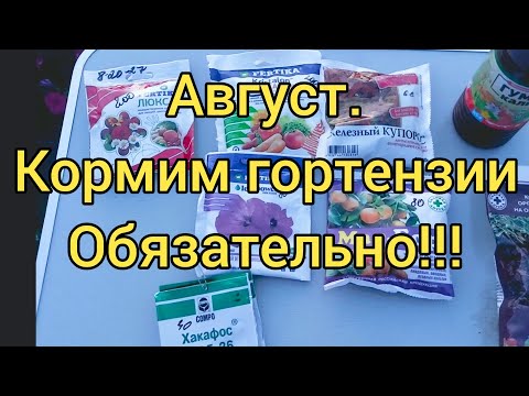 Видео: Сделайте это сейчас❗Важная подкормка для гортензий в августе❗ 🌺