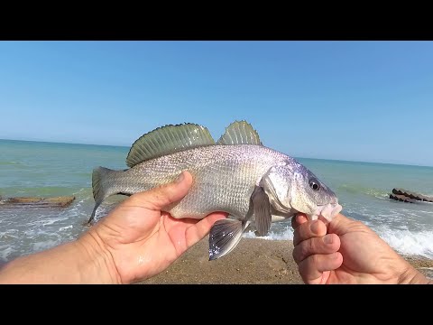 Видео: Морская рыбалка. Булеры снова творят чудеса!