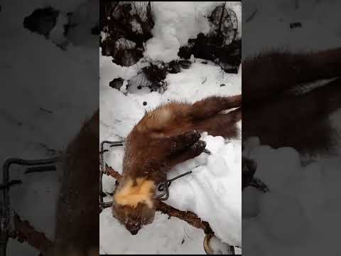 Видео: Проверка капканов в оттепель