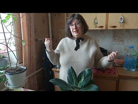 Видео: Фикус Андрэ