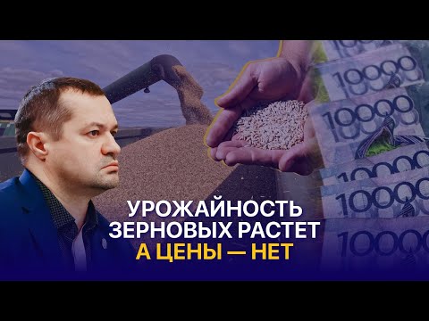 Видео: Кто «виноват» в зерновых рекордах Казахстана? Цены на зерно и экспорт за рубеж