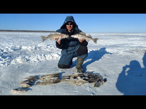 Видео: Ехали на Салтаим за окунем, а половили СУДАКА!!! Рыбалка озеро Салтаим, Омская область, 2022