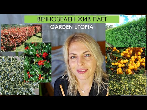Видео: Растения за ЖИВ ПЛЕТ | Част 2 - Вечнозелени