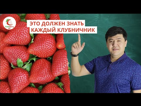 Видео: Что такое КСД? Что такое НСД? Что такое Фриго?