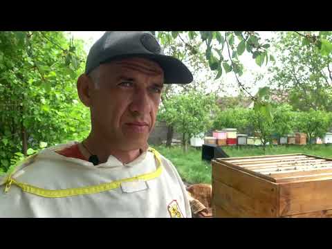 Видео: Працюю з двумя корпусами.  Останнє розширення перед акацією.#пасіка,#бджильництво,#карпатка
