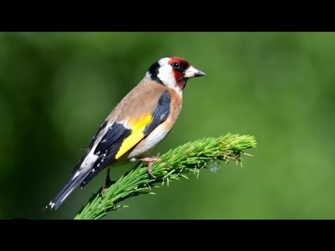 Видео: Қора қамиш ЁВОЙЙИ КУШ БОЗОРИ 28 декабрь