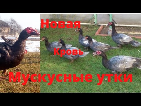 Видео: Мускусные утки тяжелой линии Новыекрови Инбридинг Индоутки Новая кровь мускусных уток Сельская жизнь