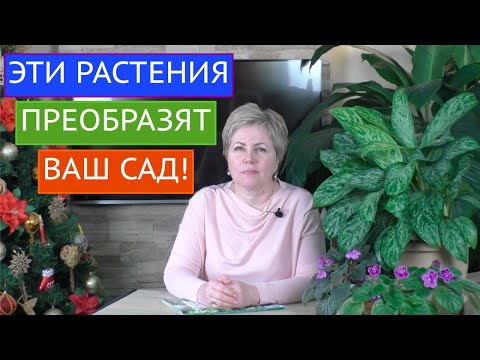 Видео: ЭТИ ЛИАНЫ ЗАДЕКОРИРУЮТ ЛЮБУЮ ЗОНУ ВАШЕГО САДА, ДАЖЕ ЗАБОР!