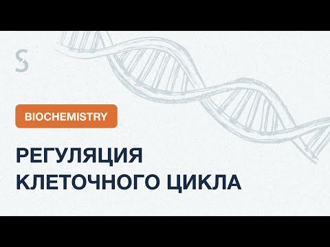 Видео: USMLE Step 1 - Биохимия: Регуляция клеточного цикла